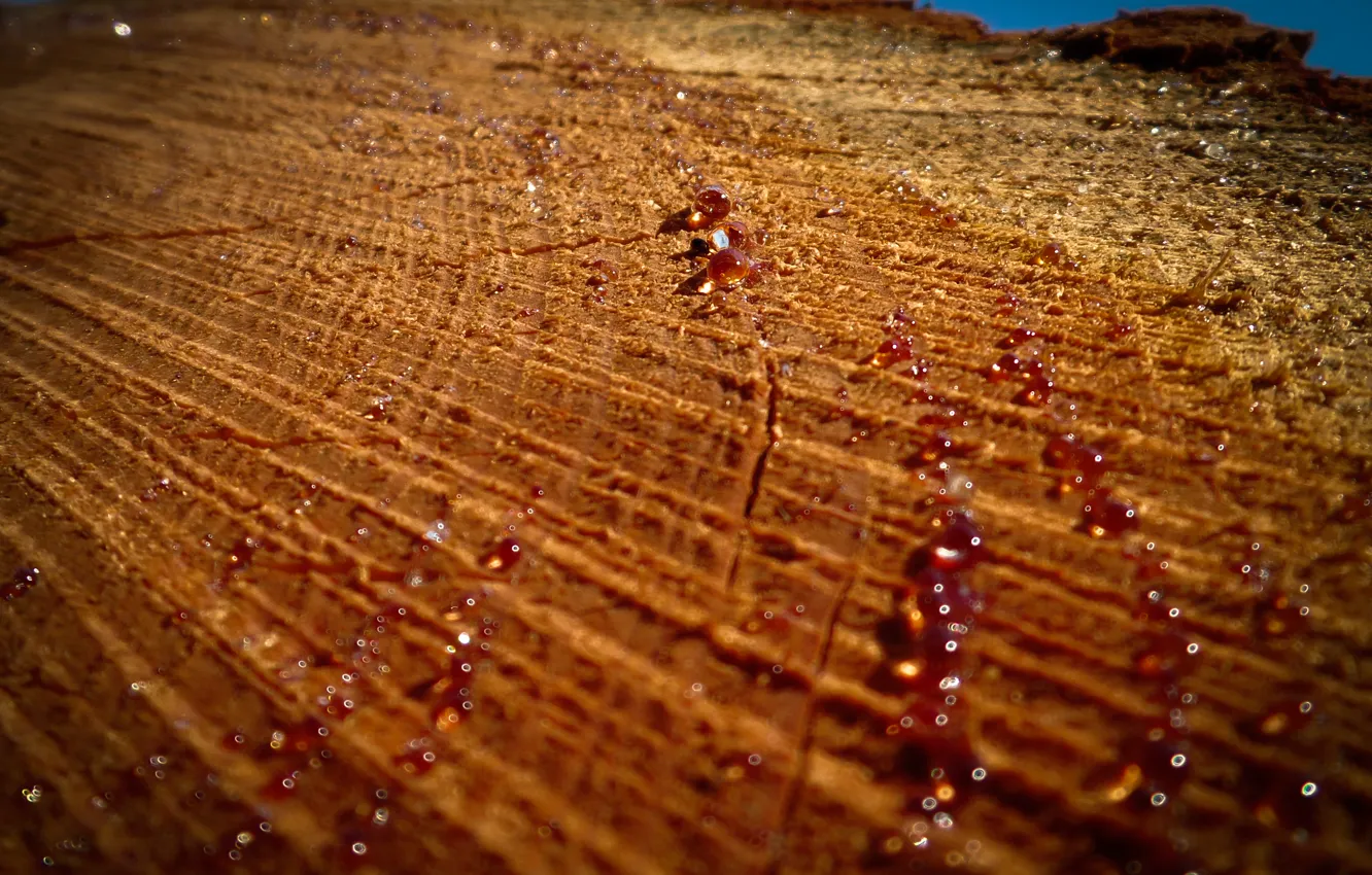 Фото обои Wood, Tree, Forest, Stump, Resin
