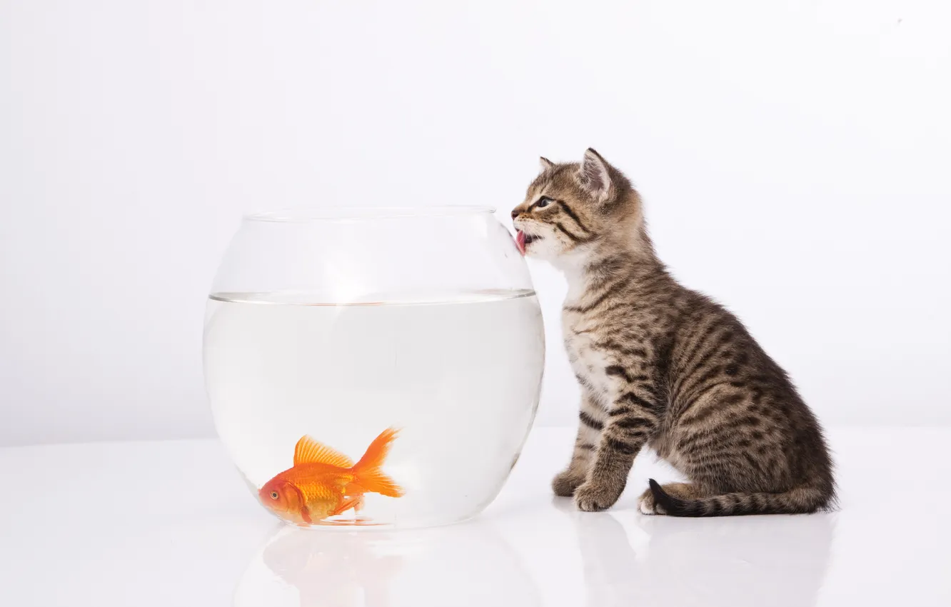 Фото обои кот, котенок, аквариум, рыбка, забавный