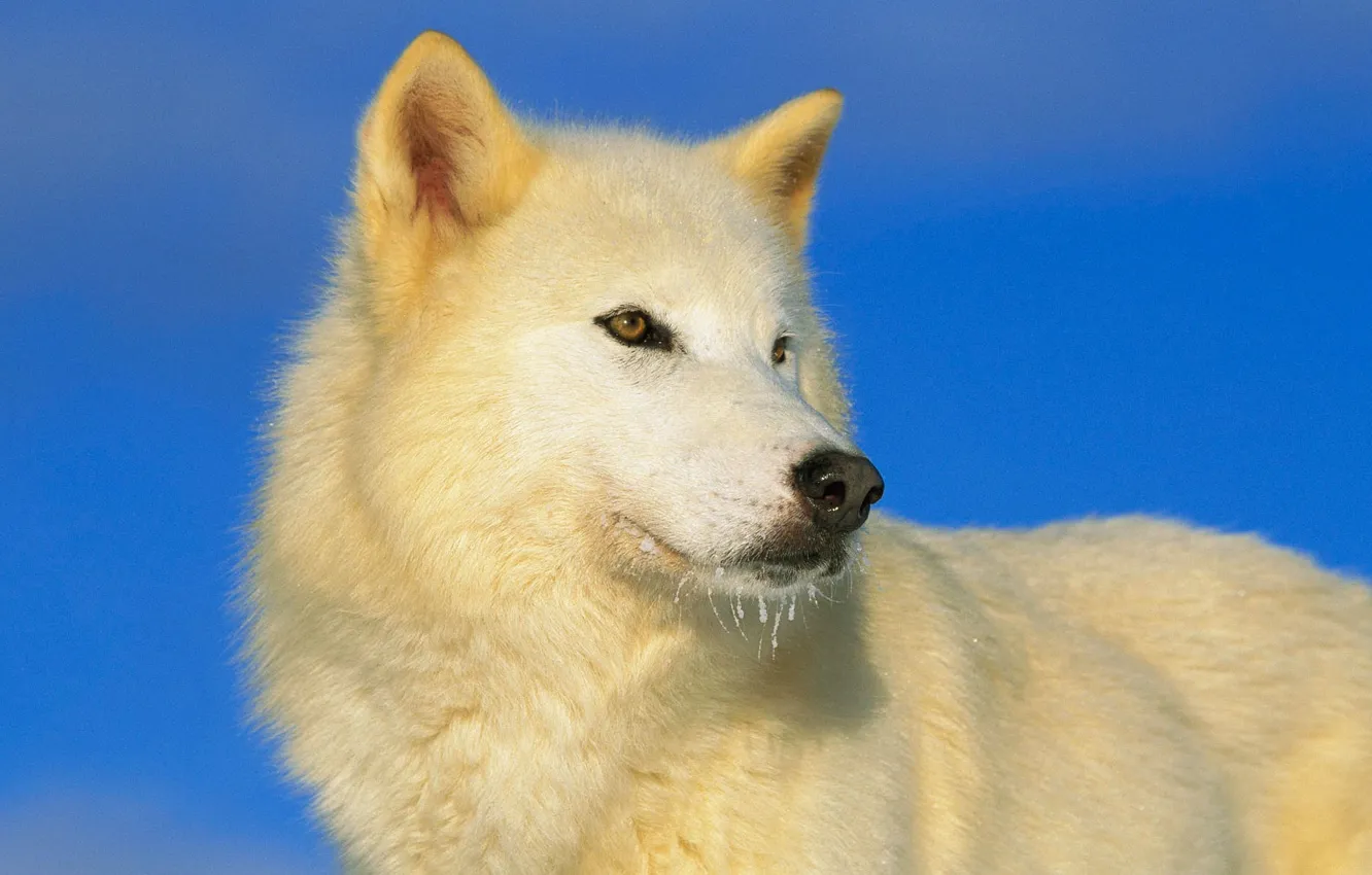 Фото обои небо, взгляд, хищник, синее, белый волк