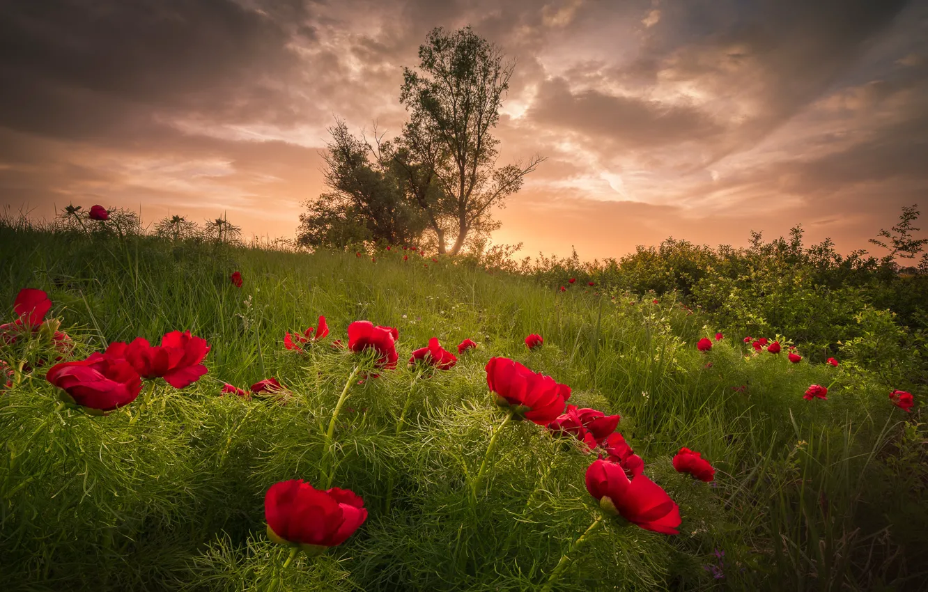 Фото обои лето, трава, пейзаж, закат, цветы, природа, пионы, Болгария