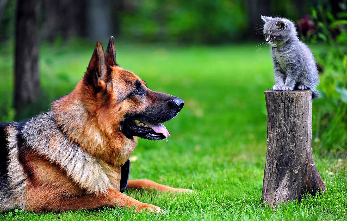 Фото обои cat, dog, park