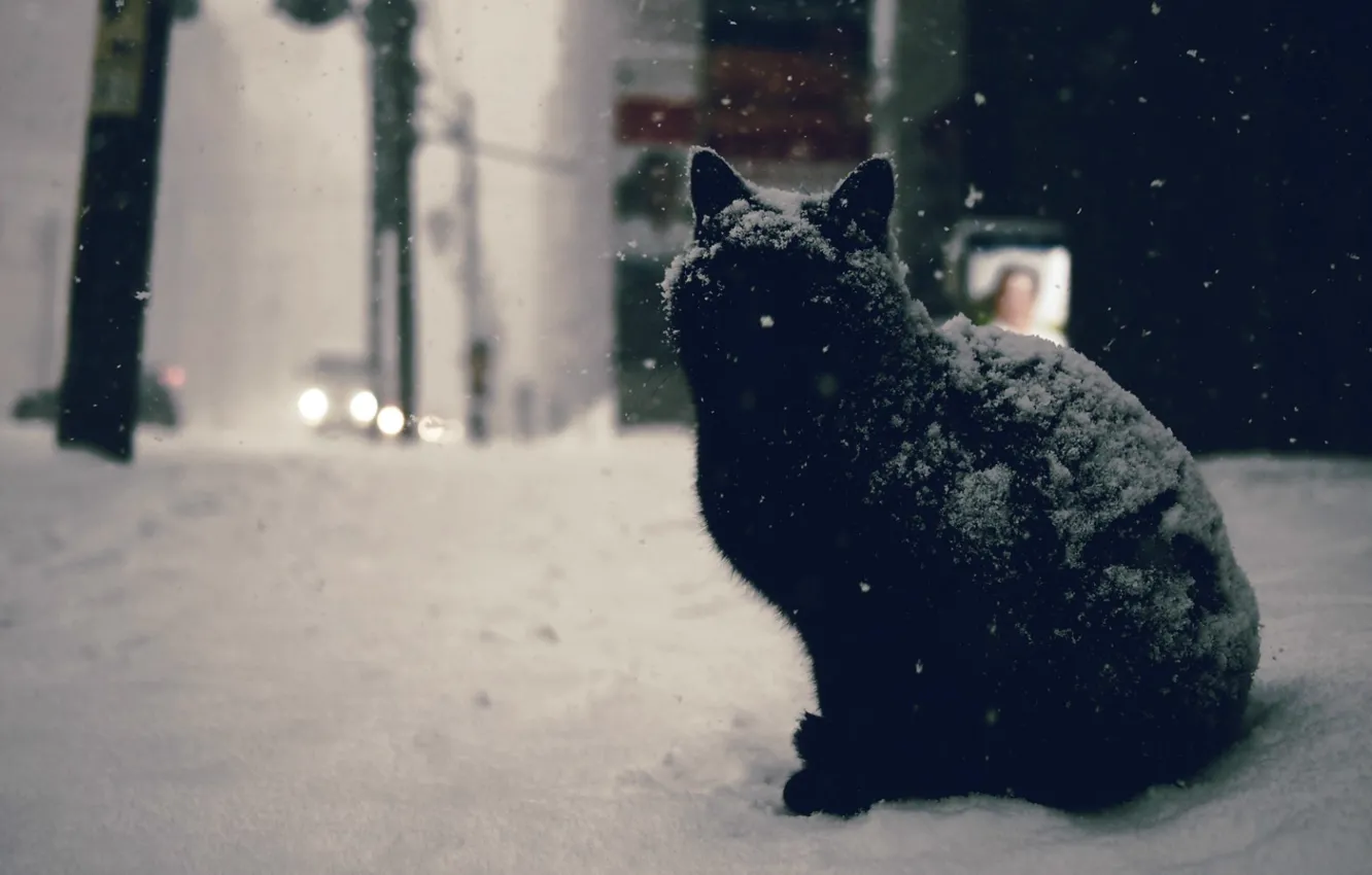 Фото обои зима, дорога, car, кот, снег, машины, city, город