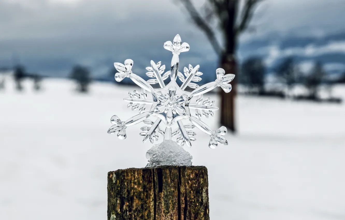 Фото обои зима, поле, небо, снег, горы, природа, дерево, праздник