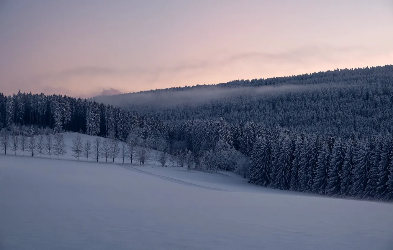 Фото обои зима, лес, снег, деревья, Германия, ели, Germany, Саксония
