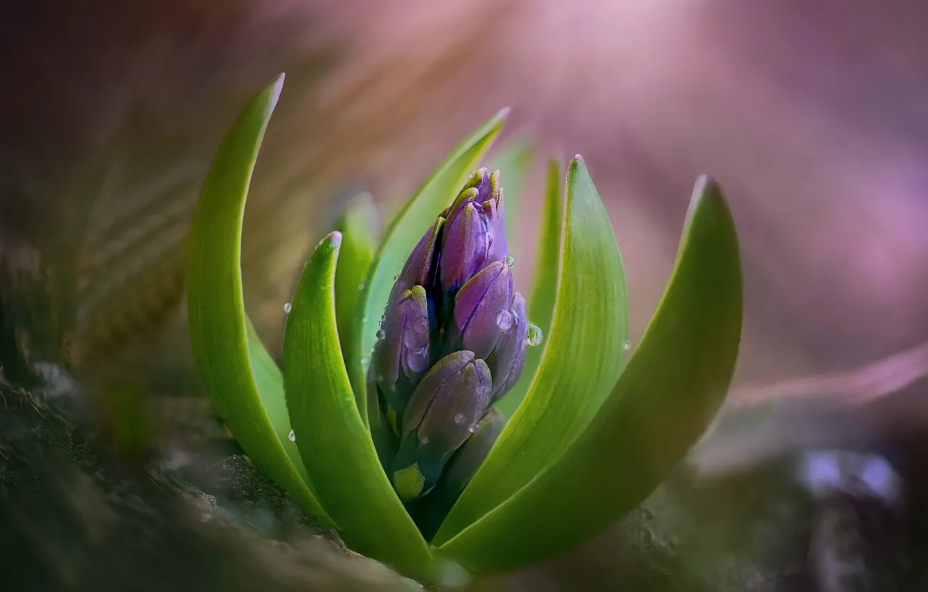 Фото обои цветы, природа, весна