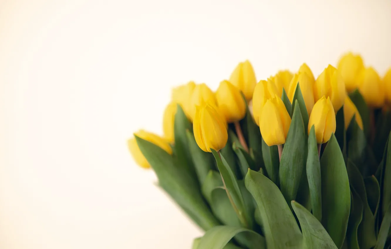 Фото обои цветы, букет, желтые, тюльпаны, светлый фон