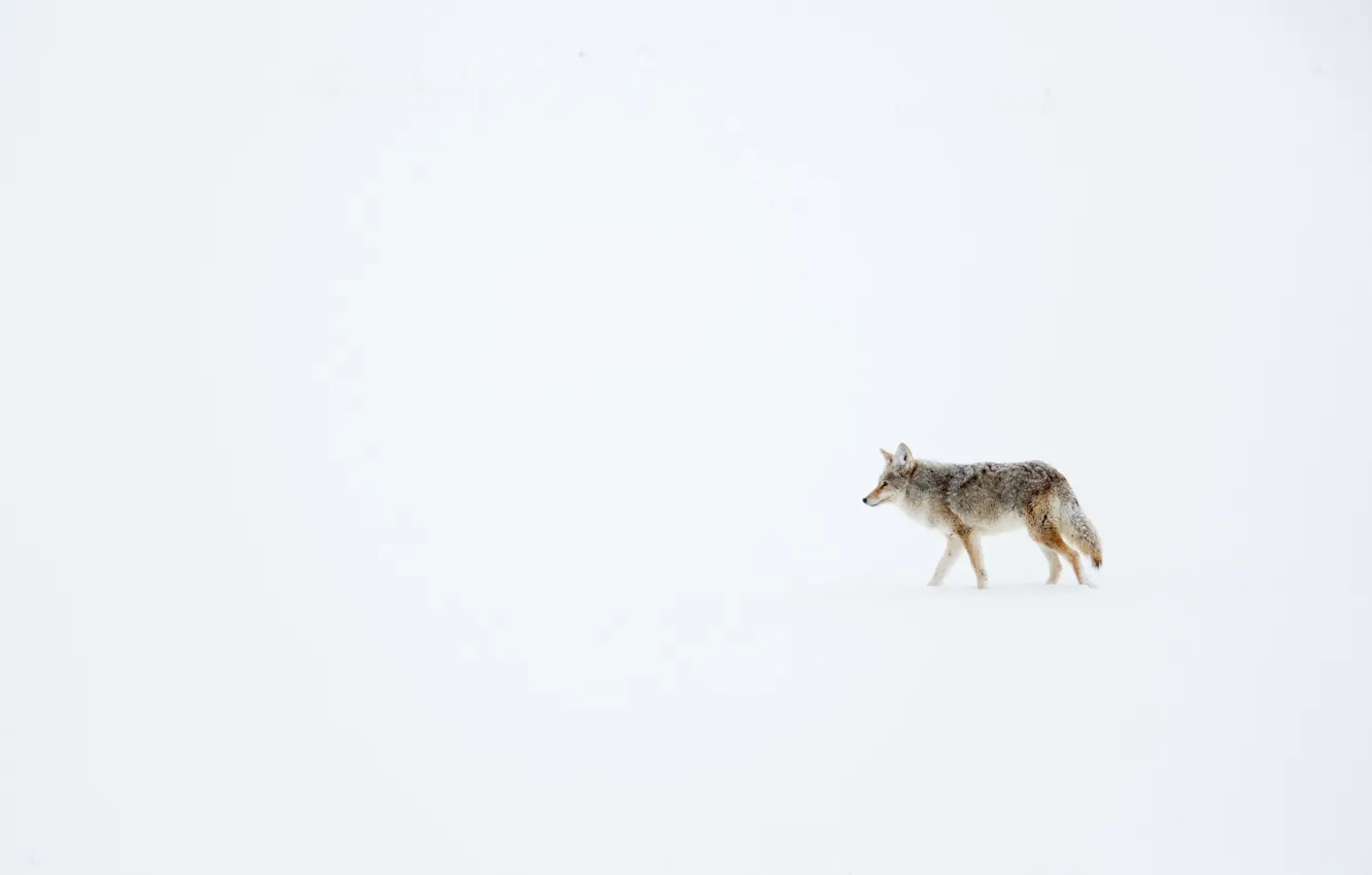 Фото обои зима, снег, койот, луговой волк