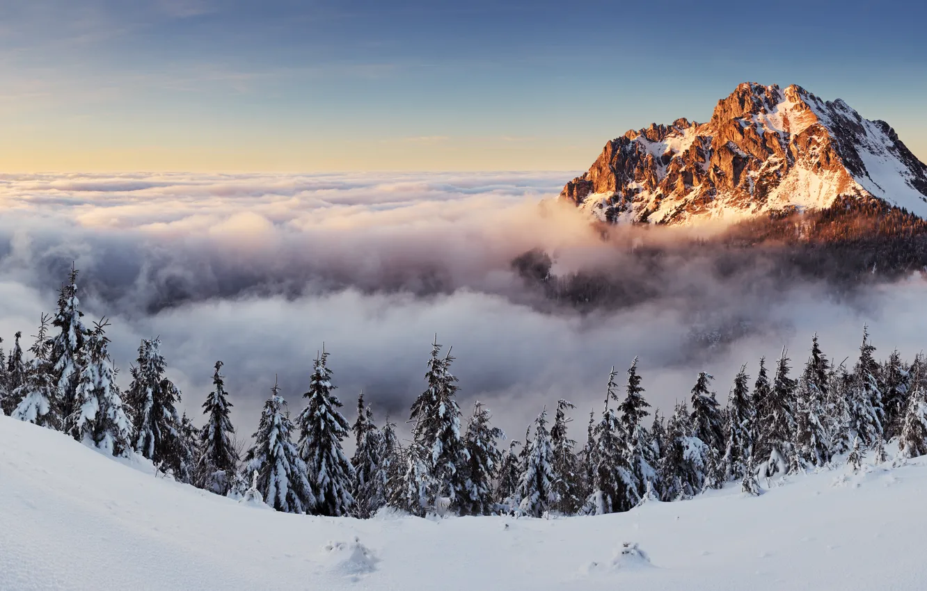 Фото обои лес, снег, горы, туман, рассвет, ёлки