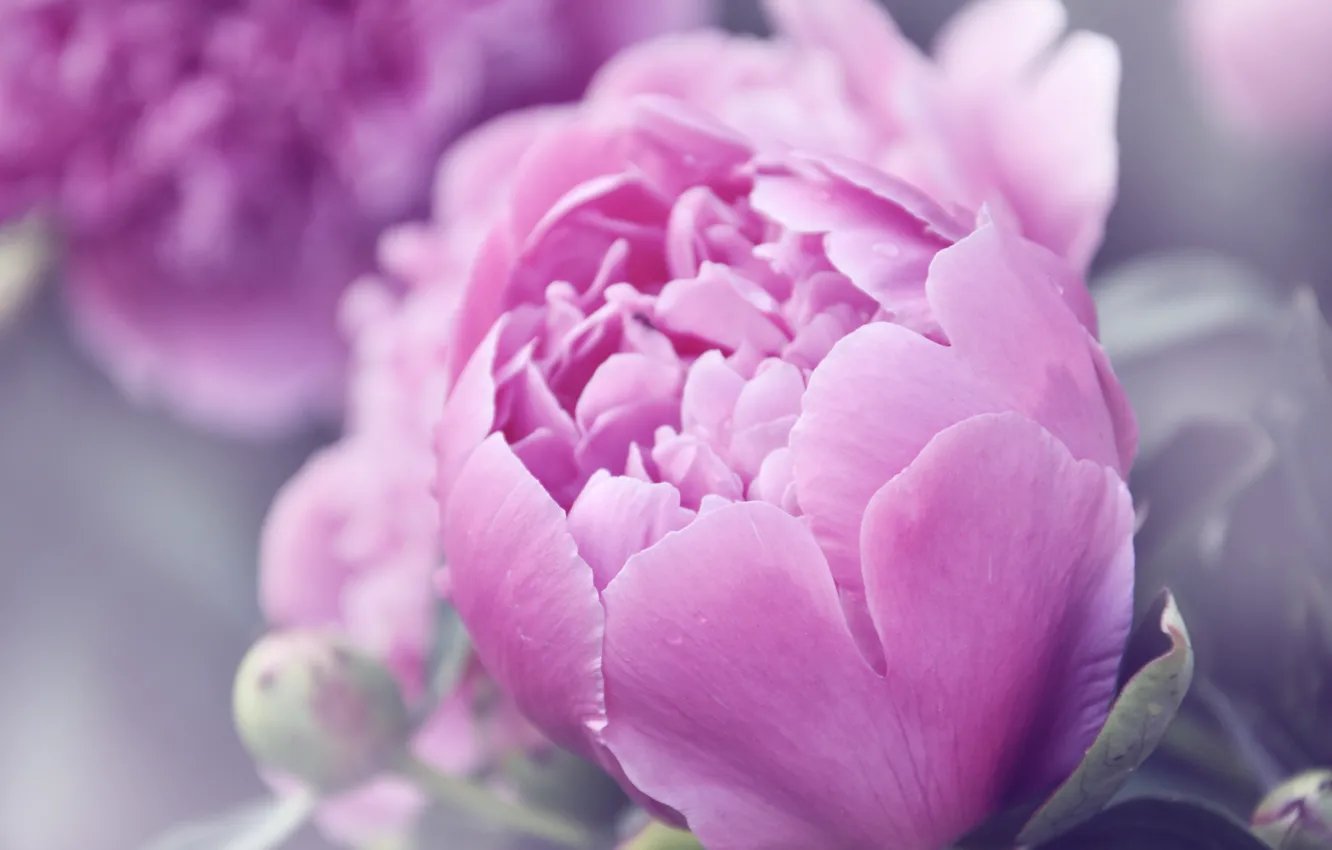 Фото обои лето, цветы, розовый, пионы
