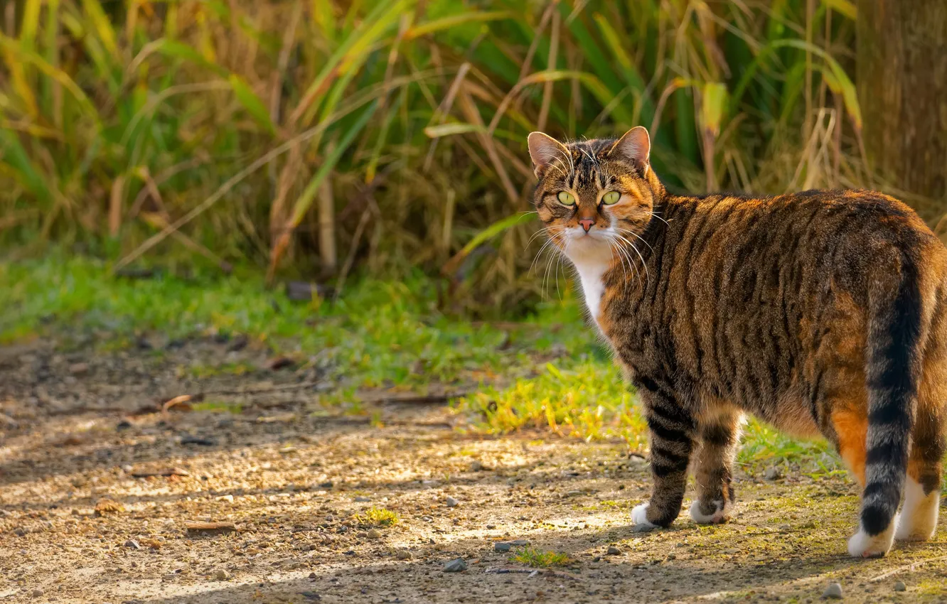 Фото обои кошка, лето, трава, кот, взгляд, свет, серый, прогулка