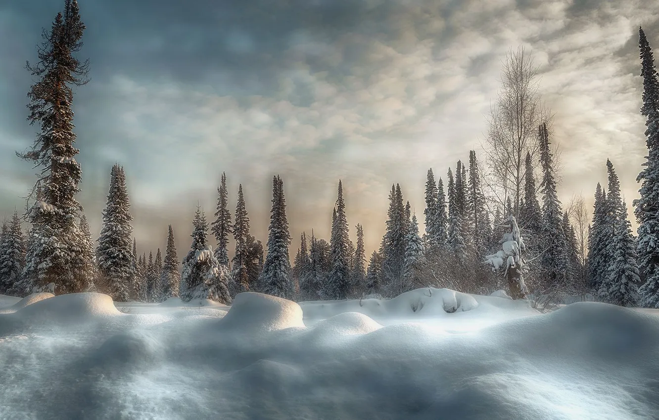 Фото обои landscape, winter, snow, fir trees, snowdrifts