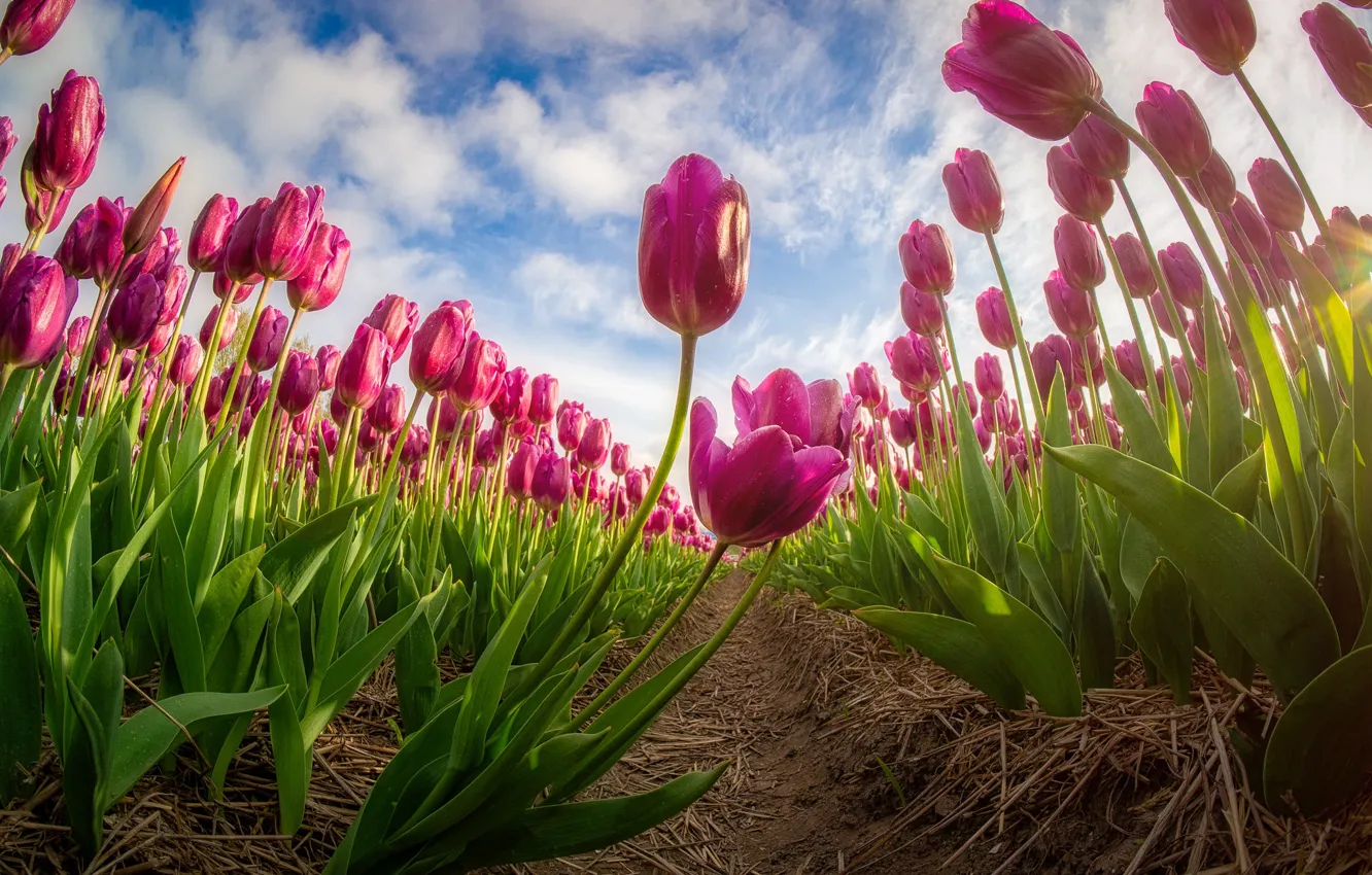 Фото обои поле, небо, тюльпаны, розовые тюльпаны