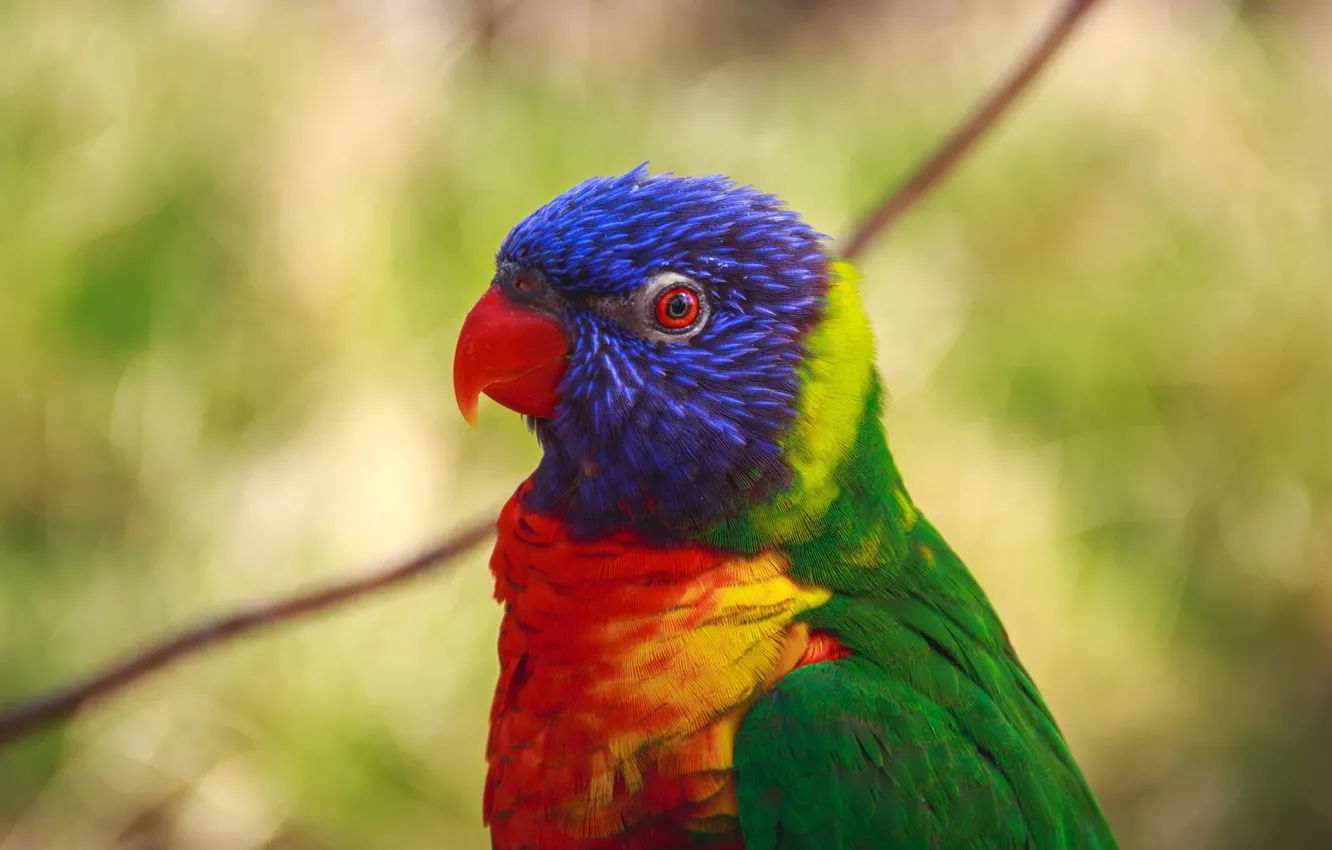 Фото обои перья, попугай, разноцветный
