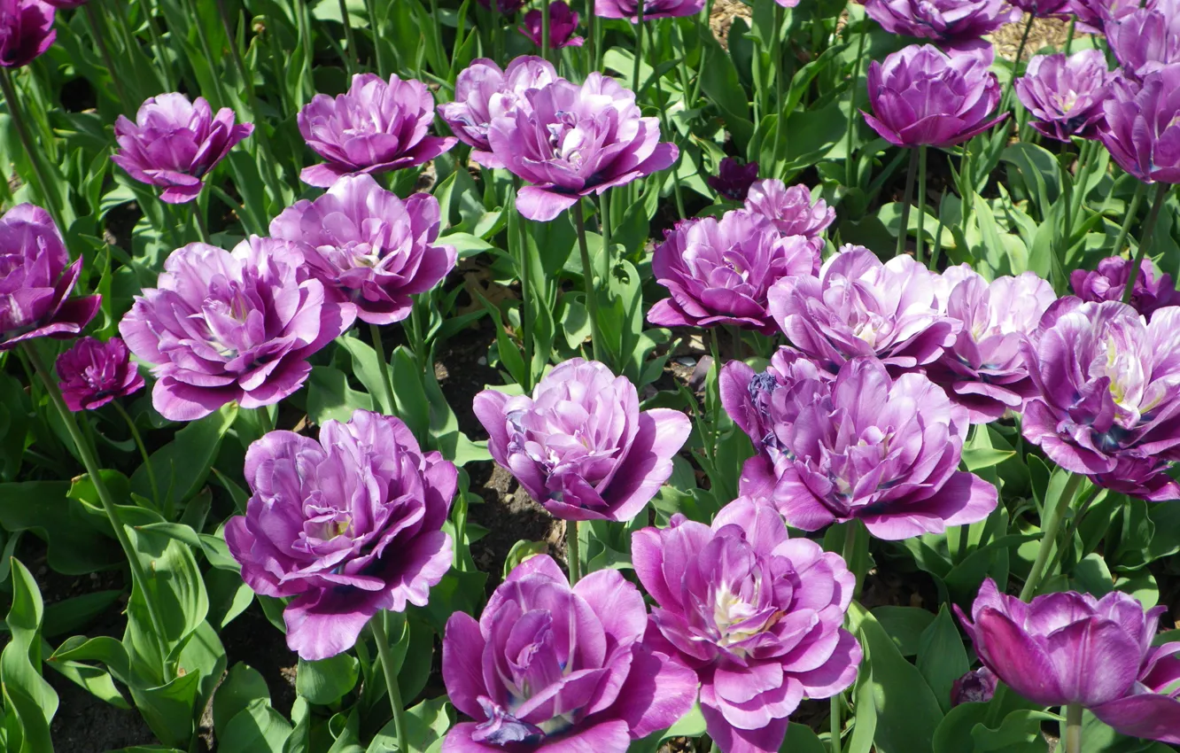 Фото обои Природа, весна, фиолетовые, тюльпаны, nature, tulips, spring, purple