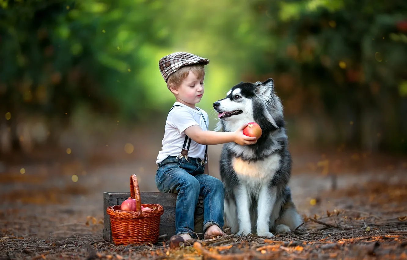 Фото обои животное, корзина, собака, мальчик, фрукты, ящик, ребёнок, хаски