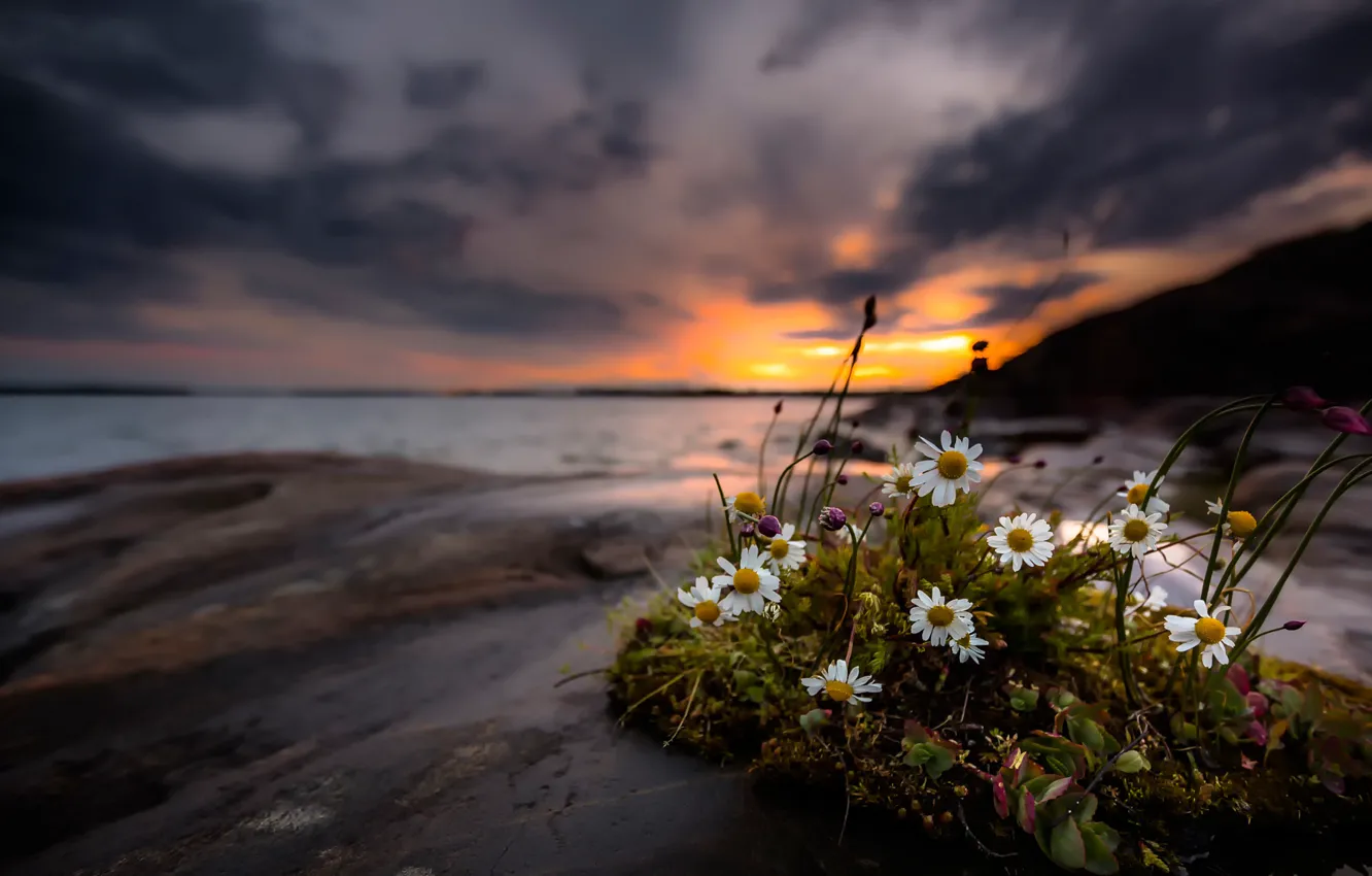 Фото обои цветы, берег, ромашки