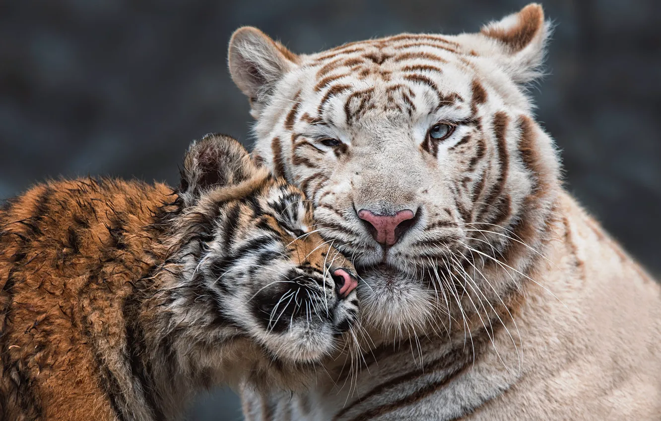 Фото обои тигр, портрет, малыш, пара, ласка, тигры, мама, тигренок
