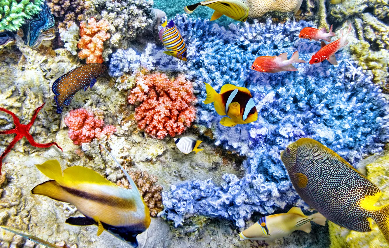 Фото обои рыбки, океан, world, подводный мир, underwater, ocean, fishes, tropical