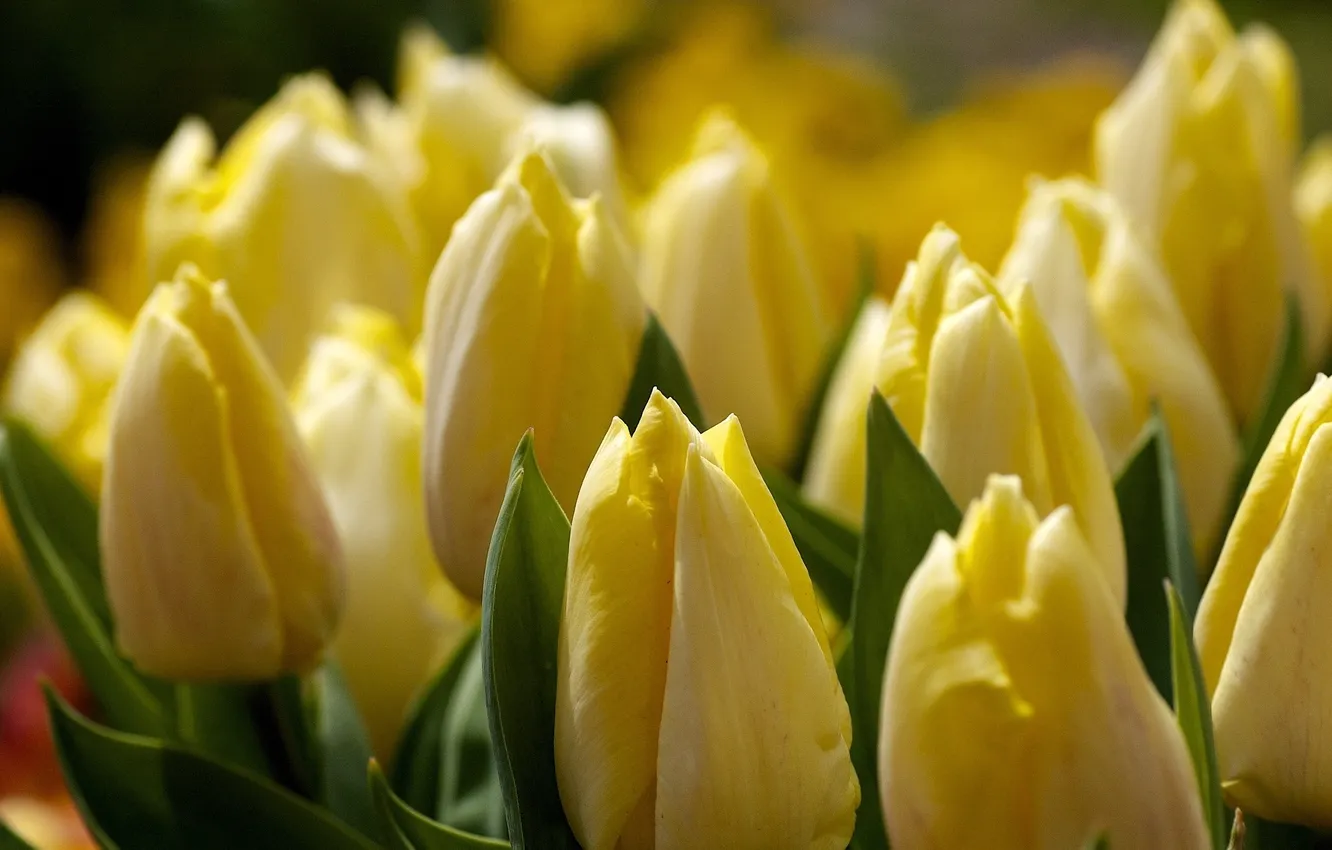 Фото обои макро, цветы, желтые, тюльпаны