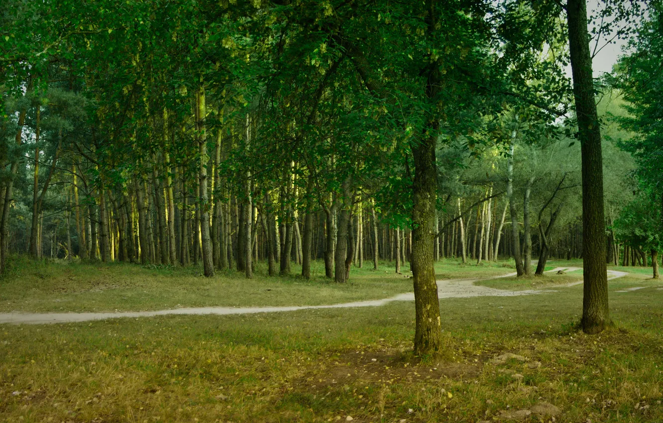 Фото обои лес, лето, зелёный, тропинка