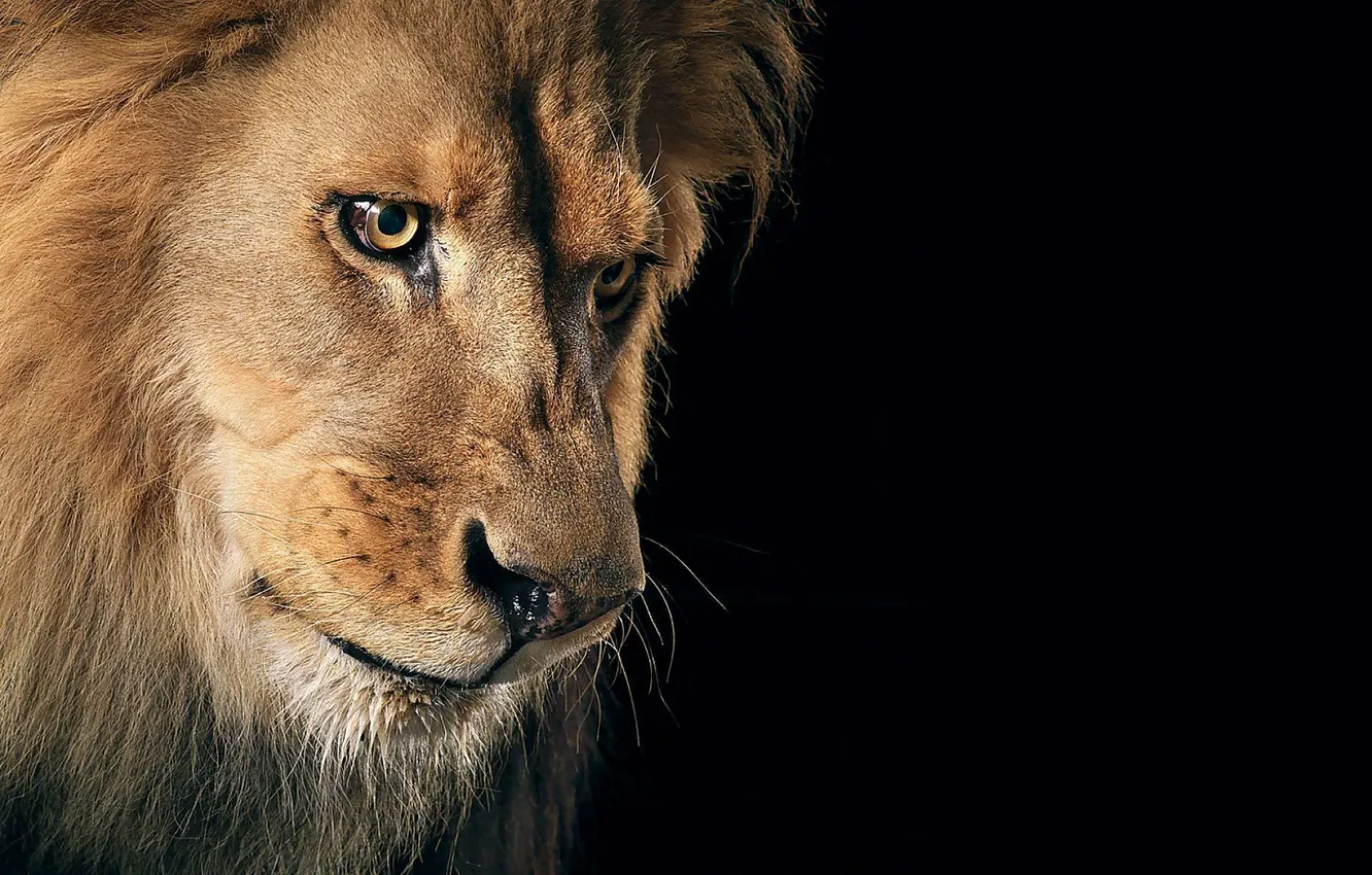 Фото обои wallpaper, lion, animal