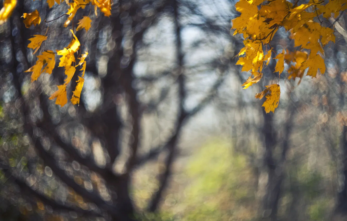 Фото обои осень, листья, макро, деревья, природа