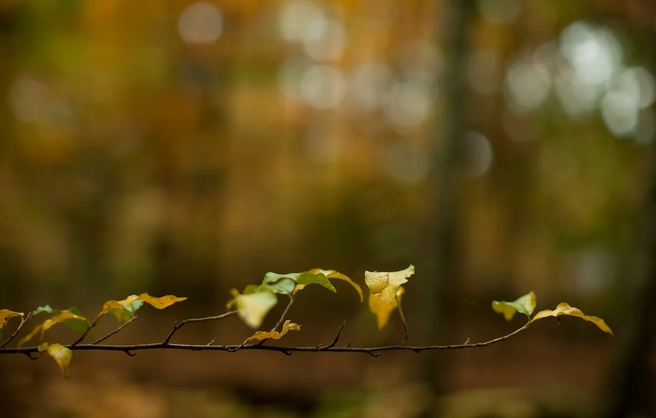 Фото обои осень, листья, ветка, желтые, размытость