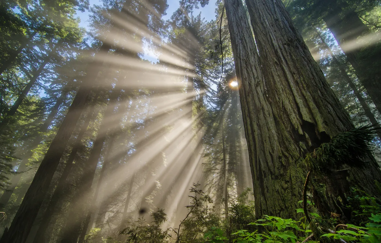 Фото обои light, forest, redwood