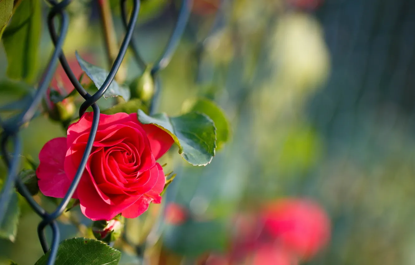Фото обои цветы, забор, роза