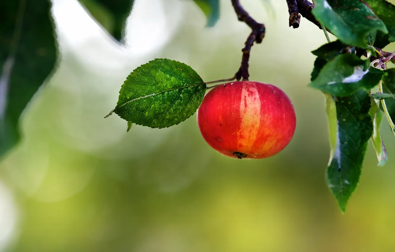 Фото обои лето, природа, яблоко