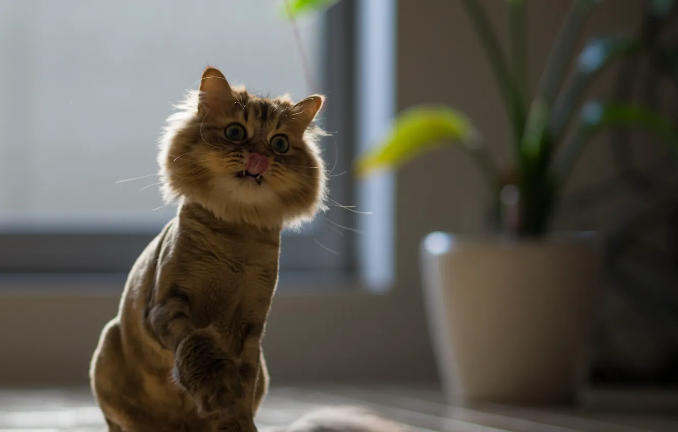 Фото обои язык, кошка, глазища, Daisy, Ben Torode, Benjamin Torode, бритая, нить игра