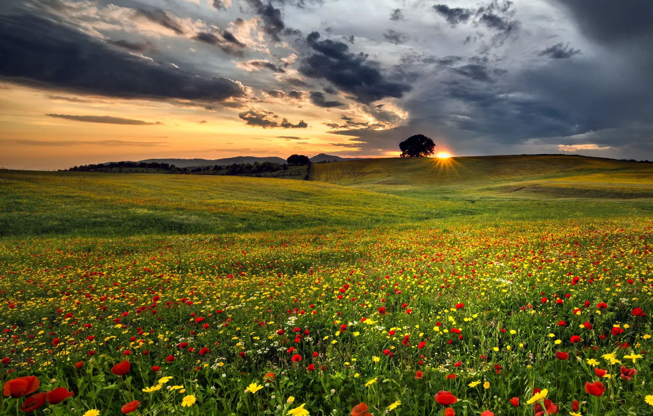 Фото обои поле, облака, цветы, дерево, вечер, field, flowers, clouds