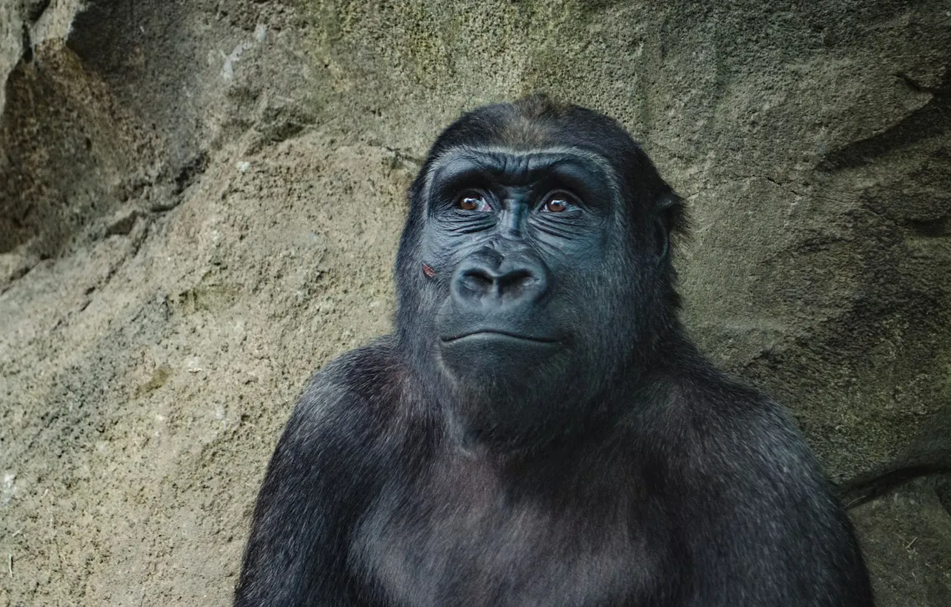 Фото обои animal, Happy, wildlife, Gorilla