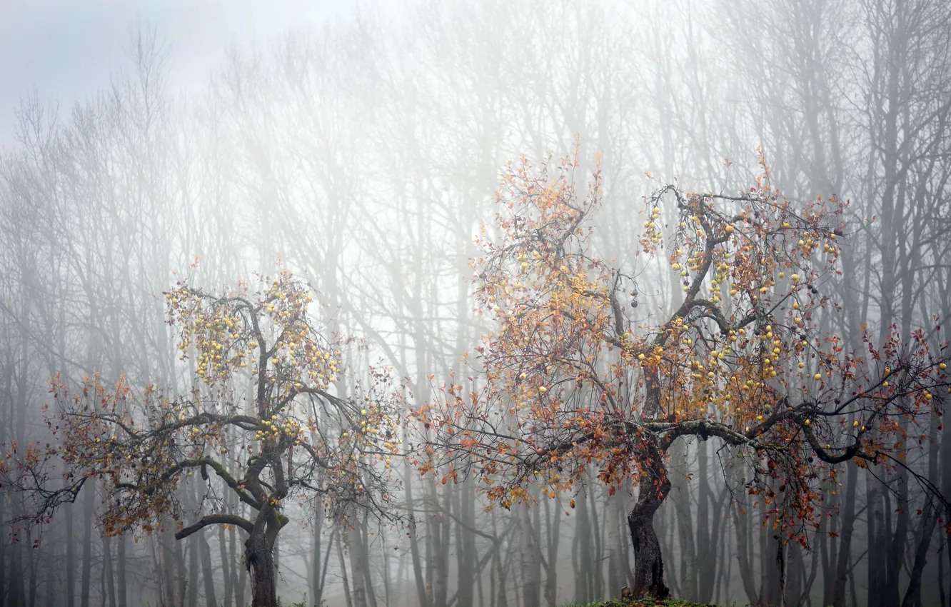 Фото обои природа, туман, яблоня