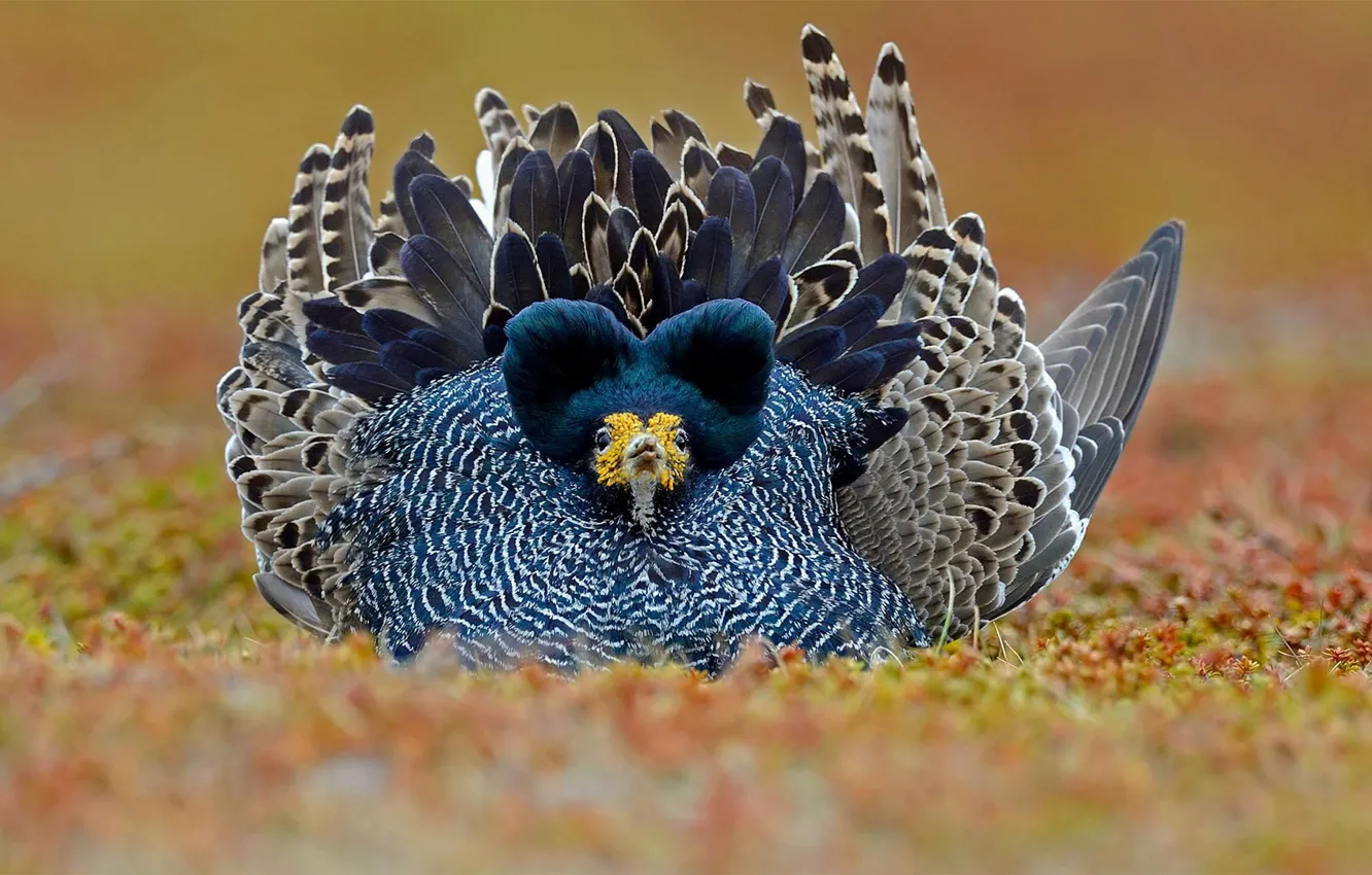 Фото обои птица, перья, Норвегия, турухтан