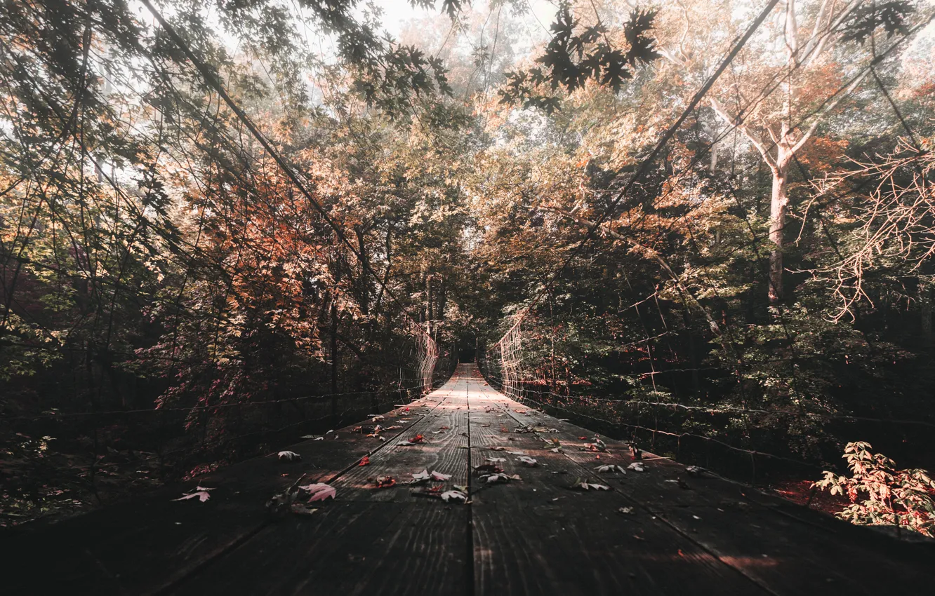 Фото обои осень, мост, природа, обои, листва