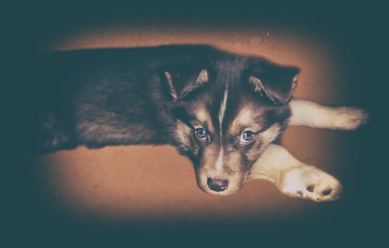 Фото обои взгляд, друг, щенок, собачка, фильтр