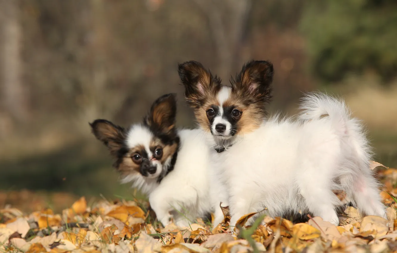 Фото обои осень, собаки, листья