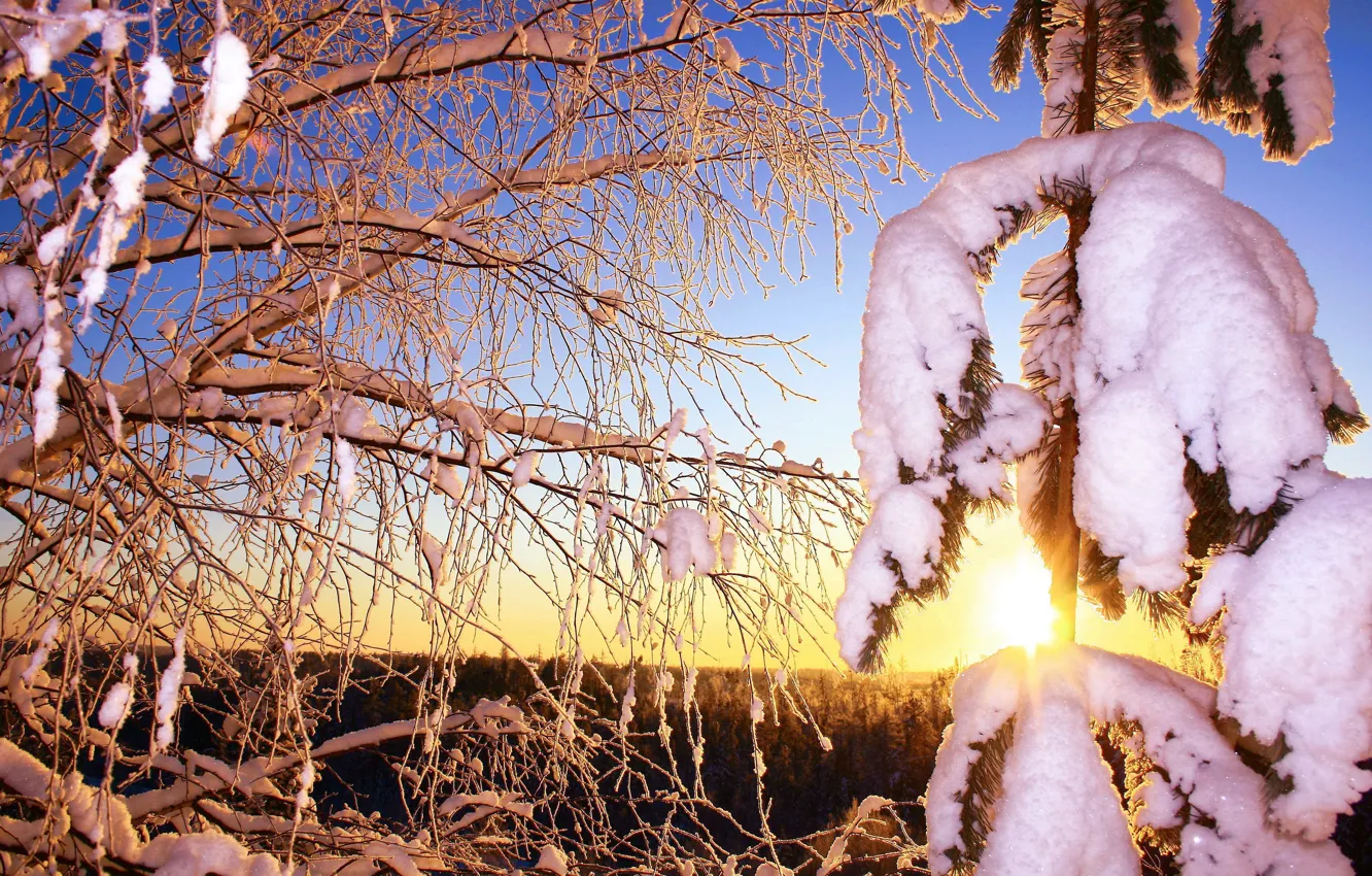 Фото обои иней, лес, солнце, снег