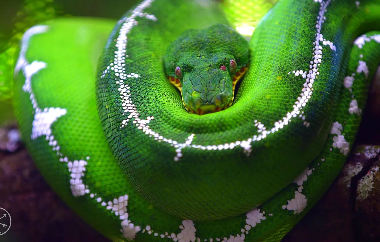 Фото обои макро, зеленый, дерево, змея, ветка, чешуя, питон, blur