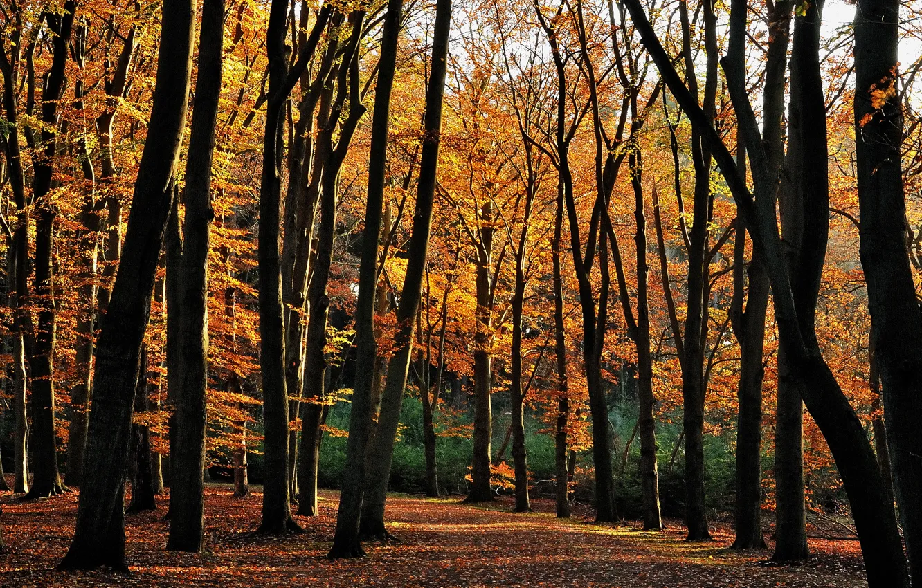 Фото обои осень, лес, деревья, forest, листопад, Autumn