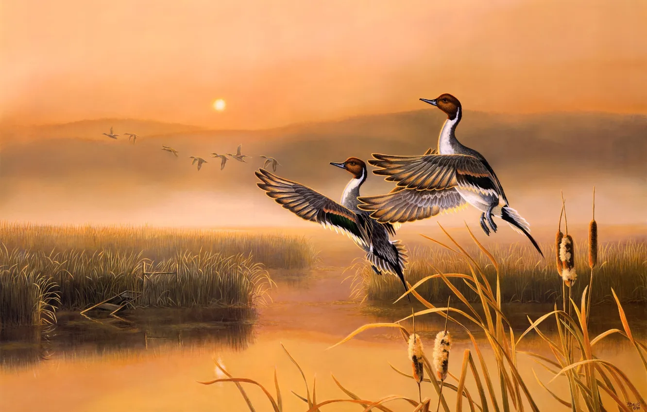 Фото обои осень, птицы, озеро, камыши, восход, утки, живопись, раннее утро