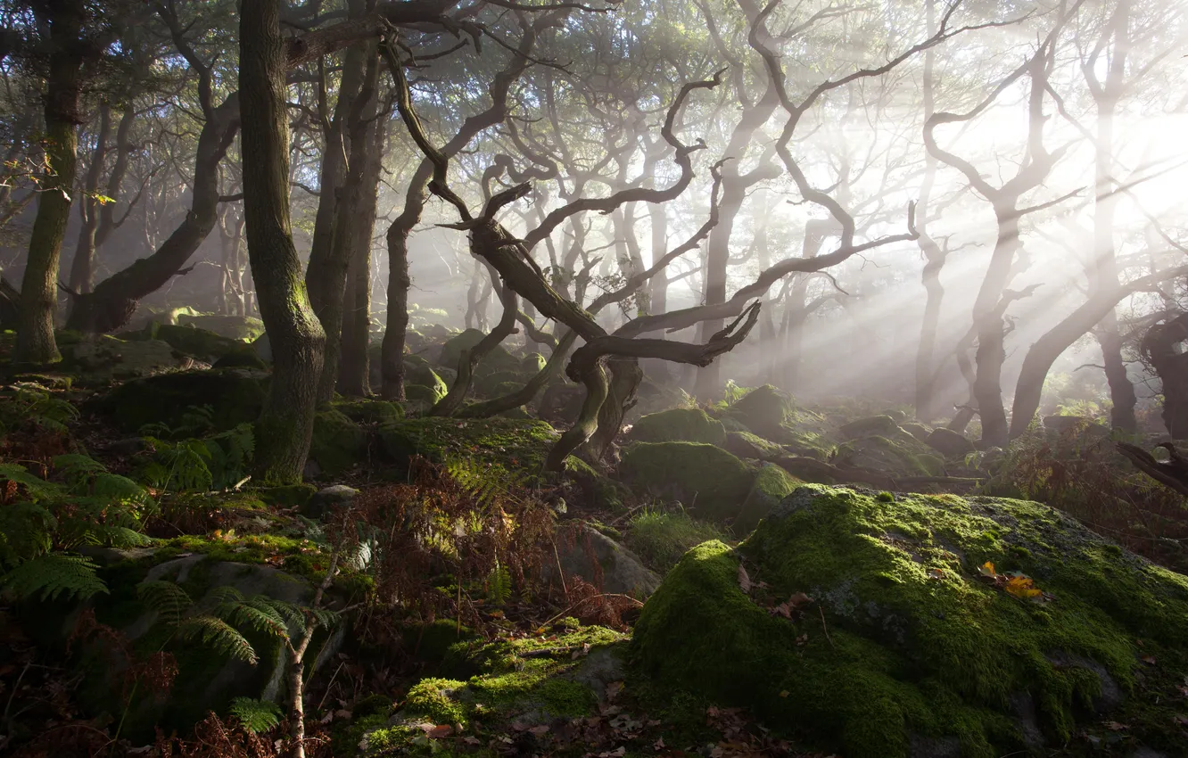 Фото обои лес, свет, деревья, туман, камни, заросли, мох
