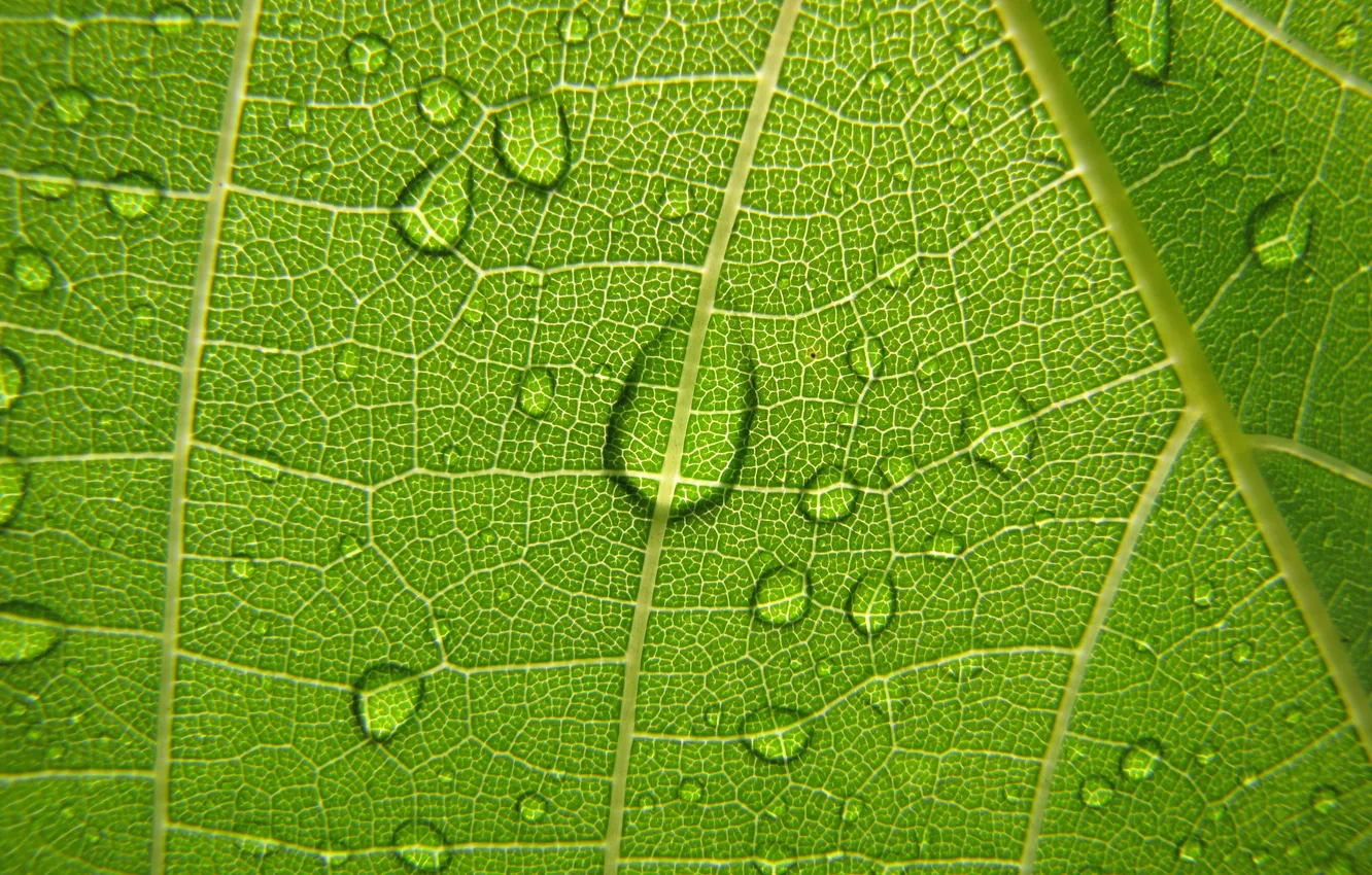 Фото обои зеленый, растения, виноградный лист