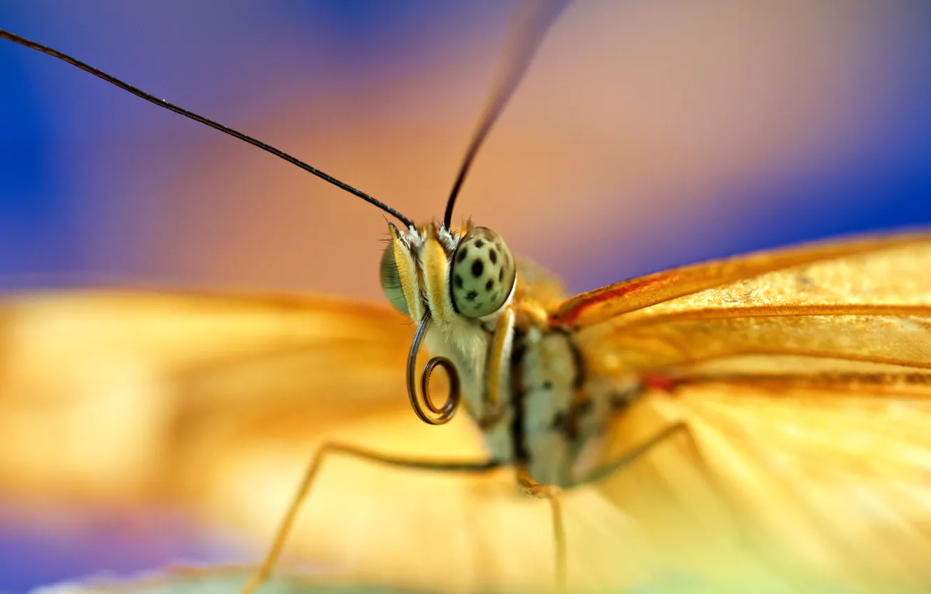 Фото обои eyes, butterfly, antennae, proboscis
