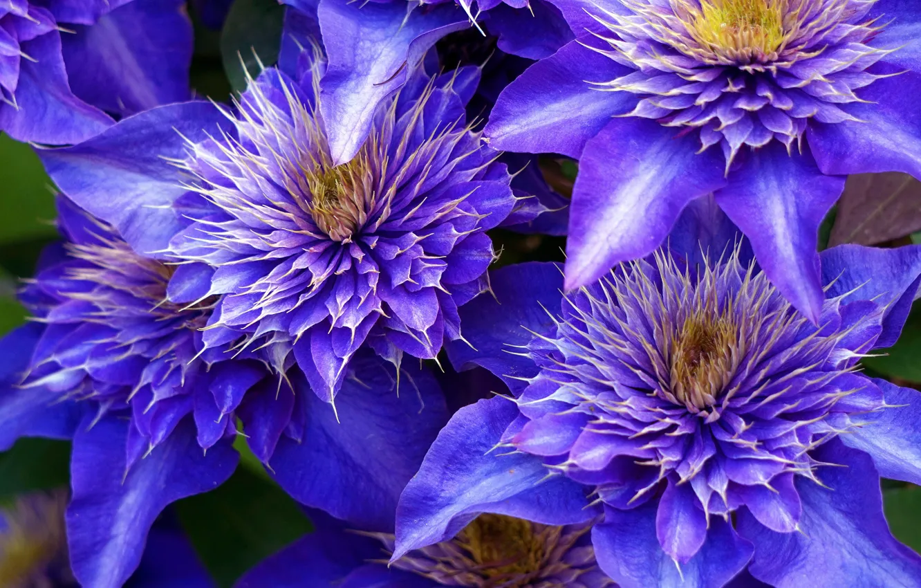 Фото обои макро, цветы, фиолетовые, крупные, клематис
