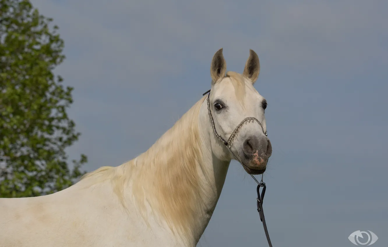 Фото обои белый, морда, конь, лошадь, (с) OliverSeitz