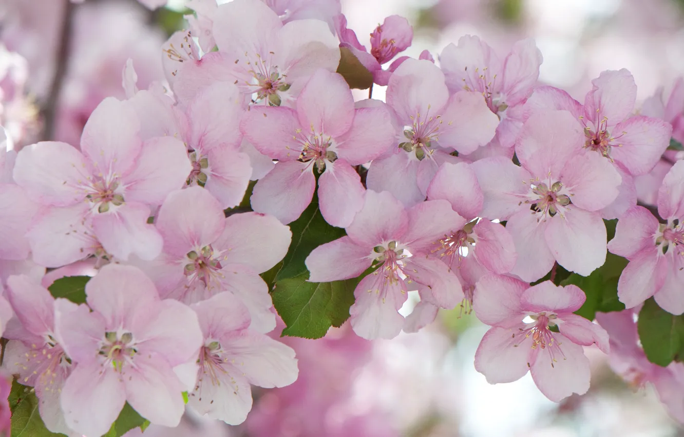 Фото обои макро, розовый, весна, цветение