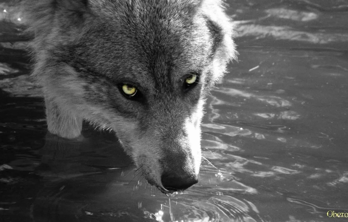 Фото обои nature, snow, predator, face, animal, wolf, wildlife, portrait