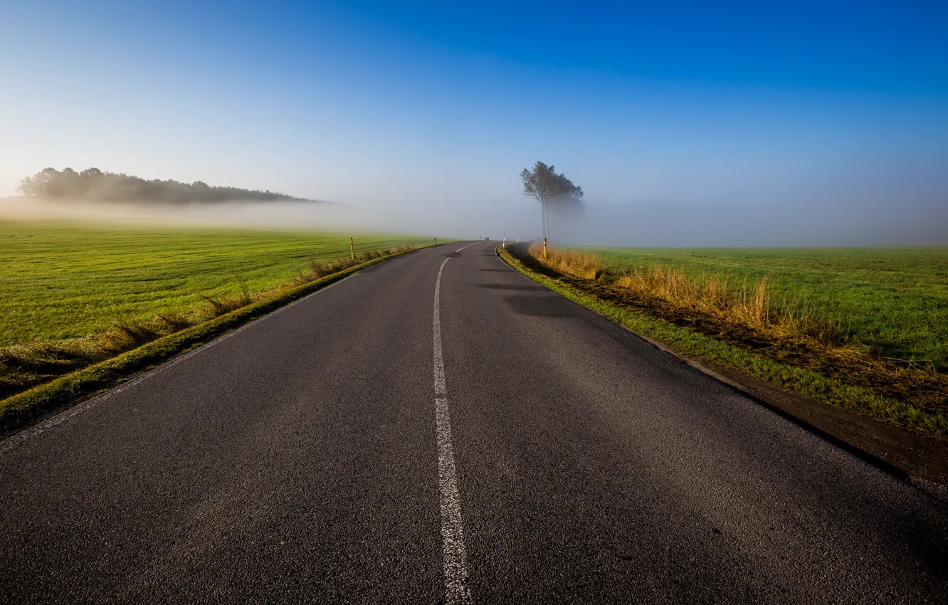 Фото обои дорога, поле, небо, трава, деревья, туман, утро